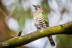 Chrysococcyx lucidus