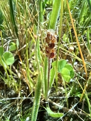 Plantago varia