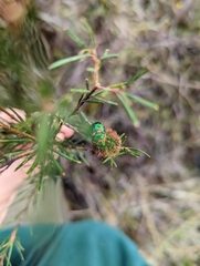 Scutiphora pedicellata