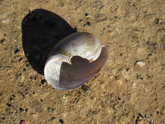 Bulla gouldiana