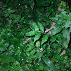 Oplismenus hirtellus