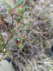 Scutiphora pedicellata