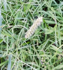 Setaria adhaerens