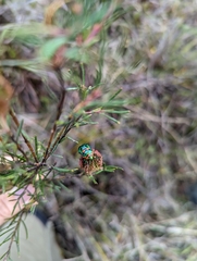 Scutiphora pedicellata