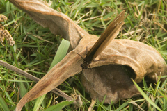 Euploea algea abjecta