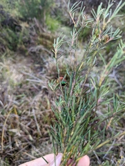 Scutiphora pedicellata