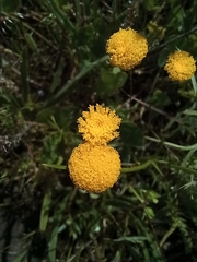 Leptorhynchos squamatus