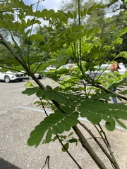 Caesalpinia