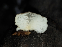 Crepidotus mollis