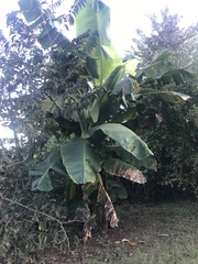 Musa
