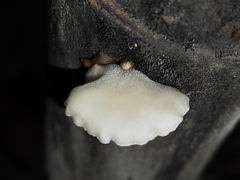 Crepidotus mollis