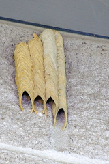 Apoidea