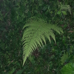 Macrothelypteris torresiana
