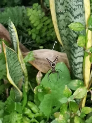 Micrathena sexspinosa
