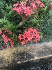 Ixora coccinea