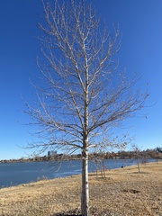 Populus angustifolia