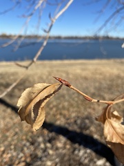 Populus angustifolia