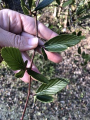Cercocarpus betuloides