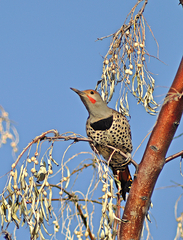 Colaptes auratus luteus × cafer
