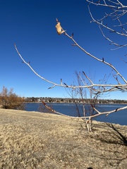 Populus angustifolia