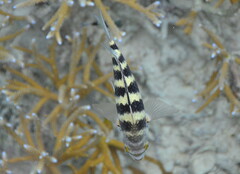 Abudefduf septemfasciatus