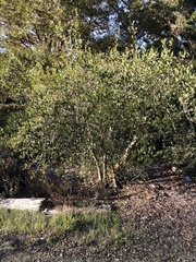 Cercocarpus betuloides