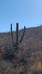 Stenocereus thurberi