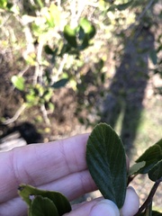 Cercocarpus betuloides