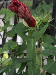 Malvaviscus penduliflorus