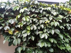 Tetrastigma voinierianum