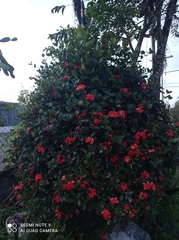 Ixora coccinea
