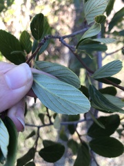 Cercocarpus betuloides