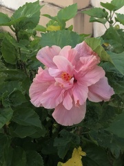 Hibiscus