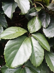 Tetrastigma voinierianum