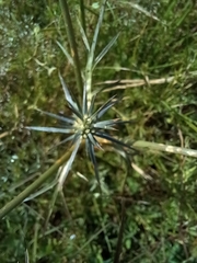 Eryngium ovinum