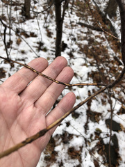 Cornus alternifolia