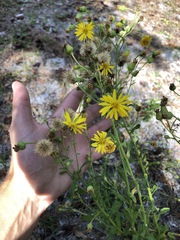 Chrysopsis scabrella