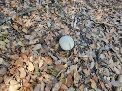 Calvatia booniana