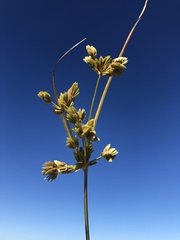 Cyperus surinamensis