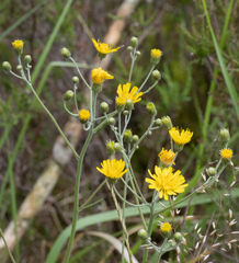 Hieracium murorum