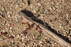 Pogonomyrmex occidentalis