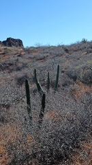 Stenocereus thurberi