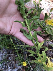 Chrysopsis scabrella
