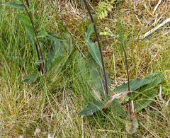 Hieracium murorum