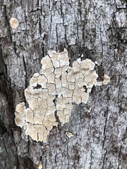 Fungi