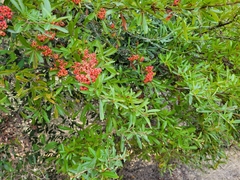Pyracantha angustifolia