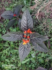 Chrysothemis pulchella