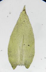 Nogopterium gracile