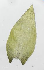Nogopterium gracile