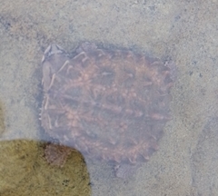 Hydromedusa tectifera